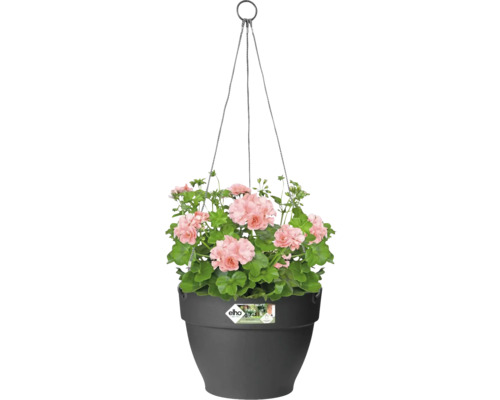 Hangende bloempot met roze geraniums in een Elho pot