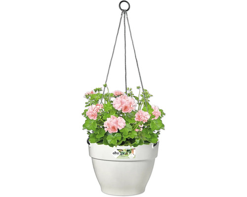 Hangpot met roze geraniums en Elho Logo