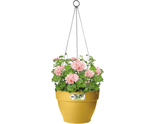 Gele hangpot met roze geraniums en groene bladeren