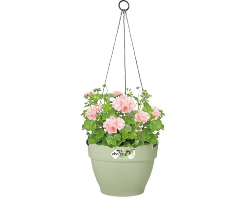 Hangmand met roze geraniums in kunststof pot
