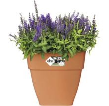 Bloempot met bloeiende lavendel