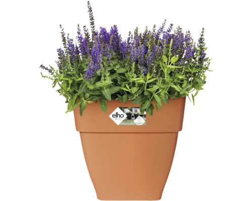 Bloempot met bloeiende lavendel