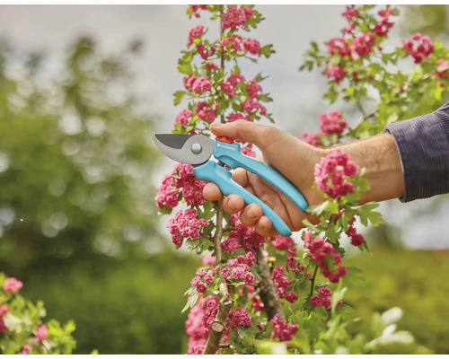 Tuinschaar in gebruik op bloeiende struik