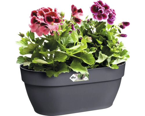 Bloembak met kleurrijke geraniums