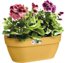 Bloempot met bloeiende geraniums