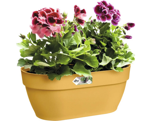 Bloempot met bloeiende geraniums