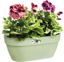 Bloemenbak met bloeiende geraniums