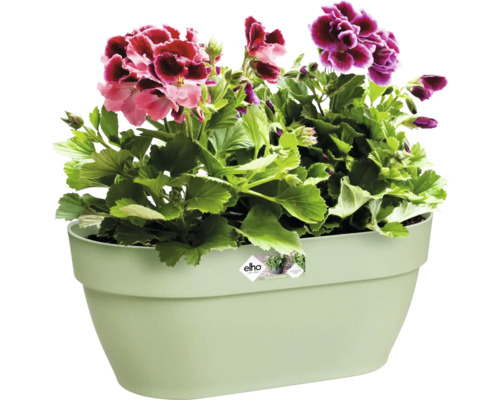 Bloemenbak met bloeiende geraniums