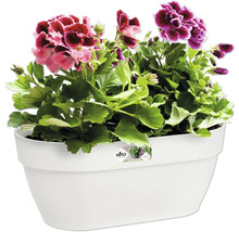 Bloembak met geraniums