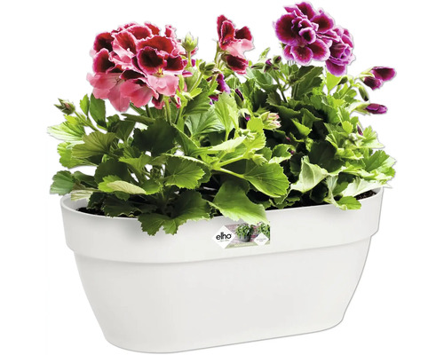 Bloembak met geraniums