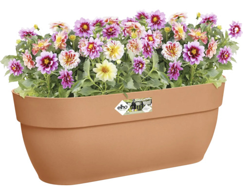 Bloembak met bloeiende dahlia''s