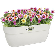 Bloembak met kleurrijke dahlia''s