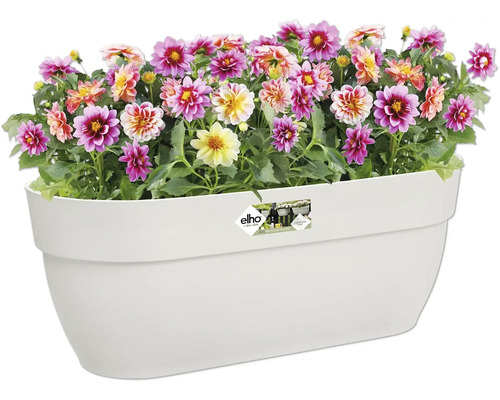 Bloembak met kleurrijke dahlia''s