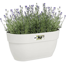 Lavendel in een witte plantenbak van het merk Elho