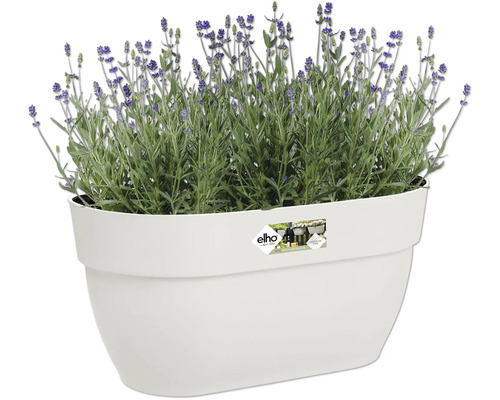 Lavendel in een witte plantenbak van het merk Elho