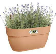 Lavendel in een kunststof bloempot