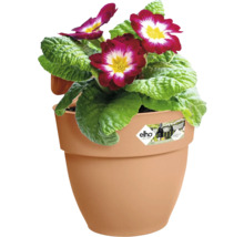 Bloempot met primula bloemen