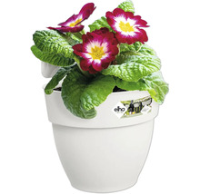Primula in witte bloempot
