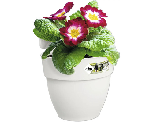 Primula in witte bloempot