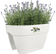 Lavendel in een bloembak