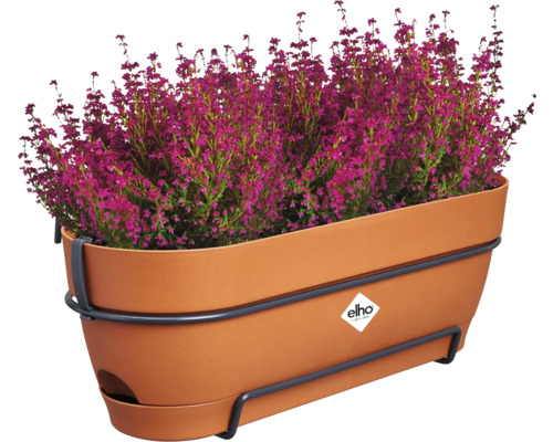 Heide in een bloembak met beugel