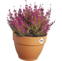 Struikheide met paarse bloemen in Elho plantenbak
