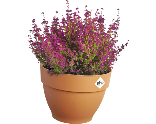 Struikheide met paarse bloemen in Elho plantenbak