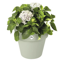 Hortensia in plantenbak met Elho logo