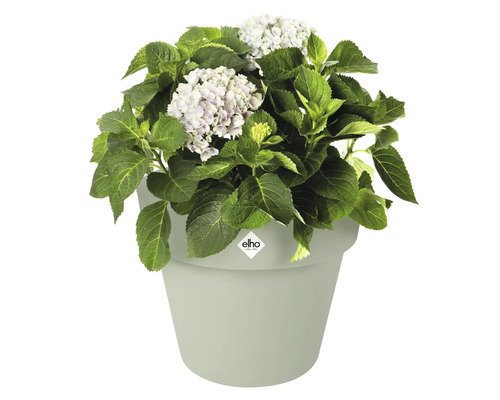 Hortensia in plantenbak met Elho logo