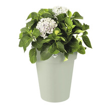 Hortensia in een bloempot