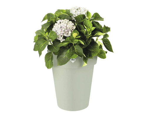 Hortensia in een bloempot