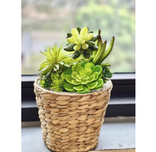 Succulentenarrangement in gevlochten mand