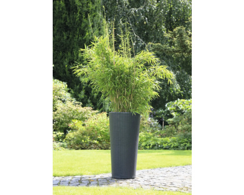Bamboe in plantenbak voor de tuin