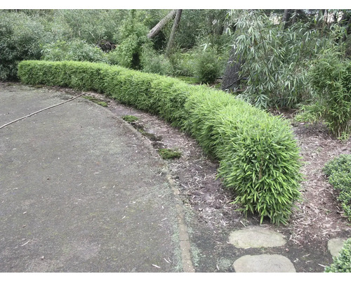 Een rij bamboeplanten in de tuin.