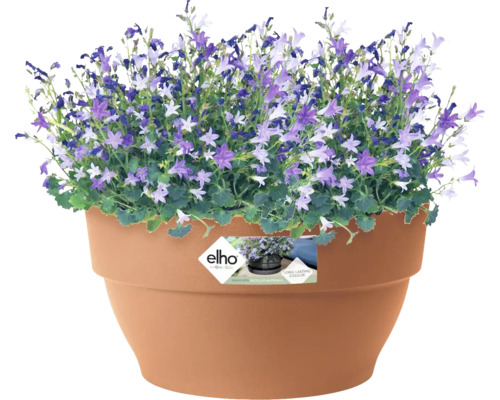 Klokjesbloemen in een bloempot