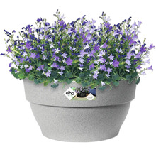 Bloemen in pot met Elho Logo