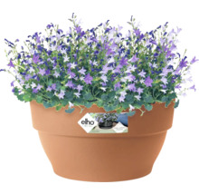 Klokjesbloemen in bloempot