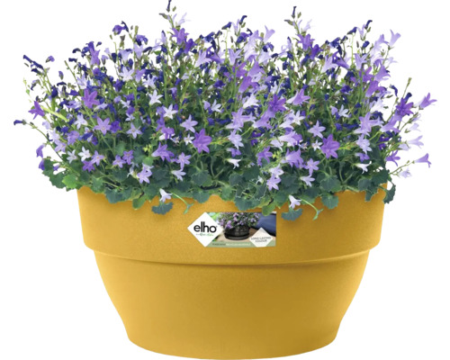 Bloempot met Campanula bloemen