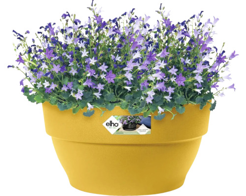 Klokjesbloemen in een bloempot