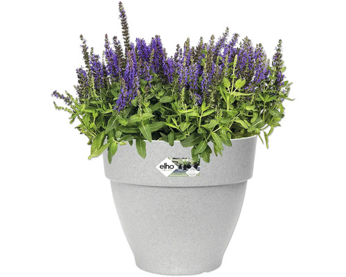 Bloempot met paars bloeiende plant