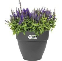 Bloempot met bloeiende plant