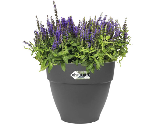 Bloempot met bloeiende plant