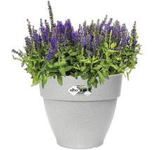 Salie in een plantenbak