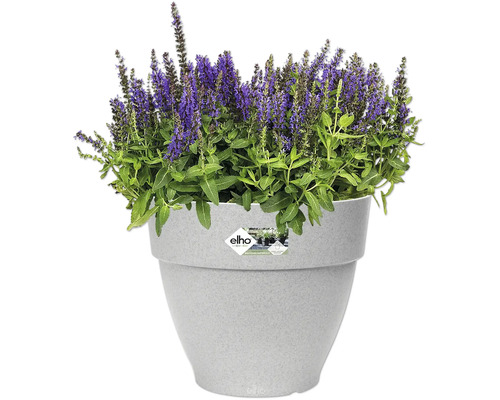 Salie in een plantenbak