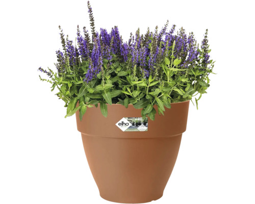 Salie in een bloempot