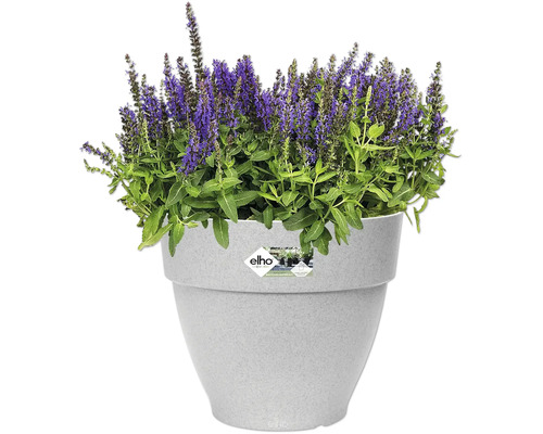 Salie in grijze plantenbak