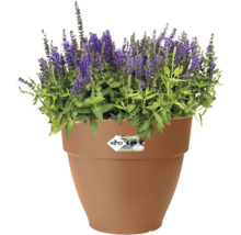 Bloempot met bloeiende salie en Elho logo