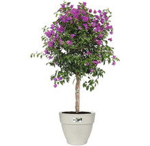 Bougainvillea struik in pot
