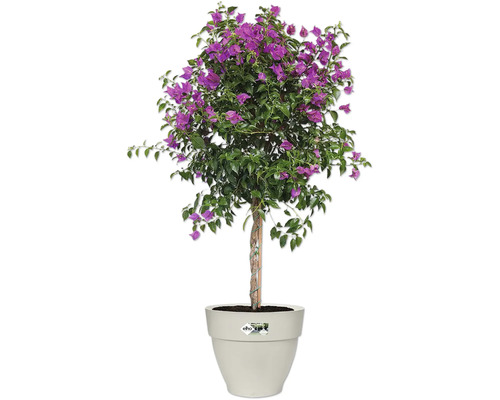 Bougainvillea struik in pot