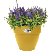 Bloempot met paars bloeiende planten